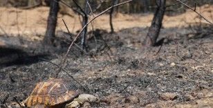 Orman yangınından geriye kalan acı kare: Alevlerden kaçamayınca telef oldu