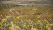 Tohum desteği ve yağış bereketiyle Erzurum'da hububatta yüzde 60 artış bekleniyor