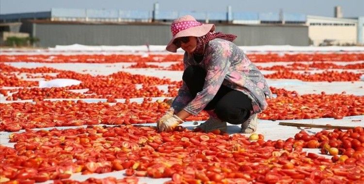 Kuru domatesin merkezi Torbalı, ürünün yaygınlaşmasına öncülük ediyor