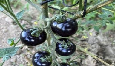 Siyah domates görenleri şaşkına çeviriyor