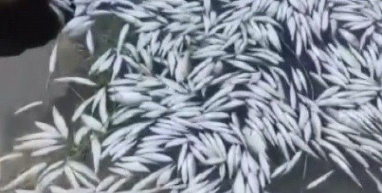 Bursa’da esrarengiz balık ölümleri