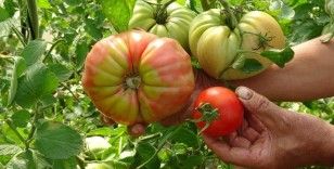 Bu domatesin tanesi 1 kilo geliyor, rengi ile dikkat çekiyor