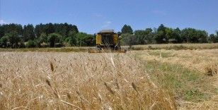 Kastamonu'da 'Hitit buğdayı' siyezin hasadına başlandı
