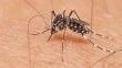 İstanbul'da 'Aedes' sivrisineği tehdidi: 'Zika bulaştırıyorlar, ilaçlamak çözüm değil'