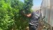 Zehir tarlasına polis baskını: 4 metrelik kenevirler yakalandı