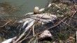 Kızılırmak'ta toplu balık ölümlerinin nedeni belli oldu