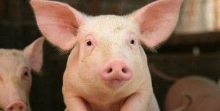 Bilim insanları bir saat boyunca ölü olan domuzların kan akışını ve hücre işlevini normale döndürdü