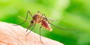 İtalya'da Batı Nil Virüsü vakaları artıyor