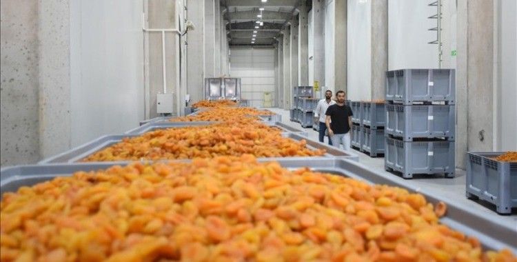 Malatya'da kayısı üreticilerinin lisanslı depoya ilgisi artıyor