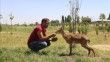 Hakkari'de yaban keçisi yavrularının körlük nedeni araştırılıyor