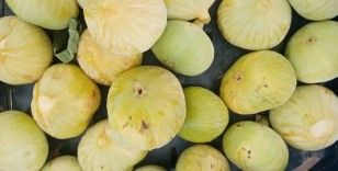 Beyaz incirin fiyatı bir haftada 24 liradan 10 liraya düştü