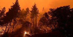 Hollanda'nın güney sahilindeki orman yangını nedeniyle tatilciler tahliye edildi