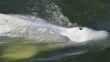 Fransa'da nehirde mahsur kalan beyaz balina, Manş Denizi’ne nakletme çalışmaları sırasında öldü