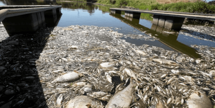 Polonya'da ekolojik felaket: 10 ton balık öldü
