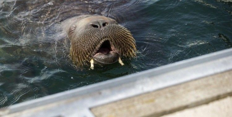 Dünya çapında üne kavuşan Norveç'te 600 kilogramlık deniz aygırı uyutuldu