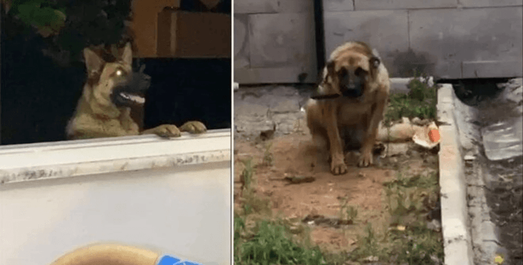 Trabzon'da bekçiyi ısıran köpek ilçe emniyet müdürlüğünün bahçesine bağlandı: 'Köpeğin suçu yok'