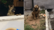 Trabzon'da bekçiyi ısıran köpek ilçe emniyet müdürlüğünün bahçesine bağlandı: 'Köpeğin suçu yok'