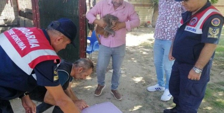 İzmir’de ilginç olay: 2 yaşındaki çocuğun elini maymun ısırdı