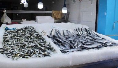 Karadeniz'de su sıcaklığı balıkçıları olumsuz etkiliyor