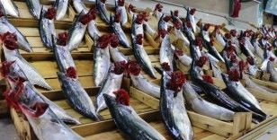 Balık bollaşınca fiyatlar 50 TL’ye geriledi