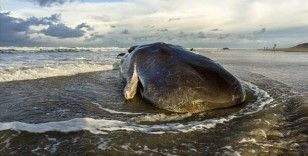 Avustralya sahilinde karaya vuran kaşalot balinaları öldü