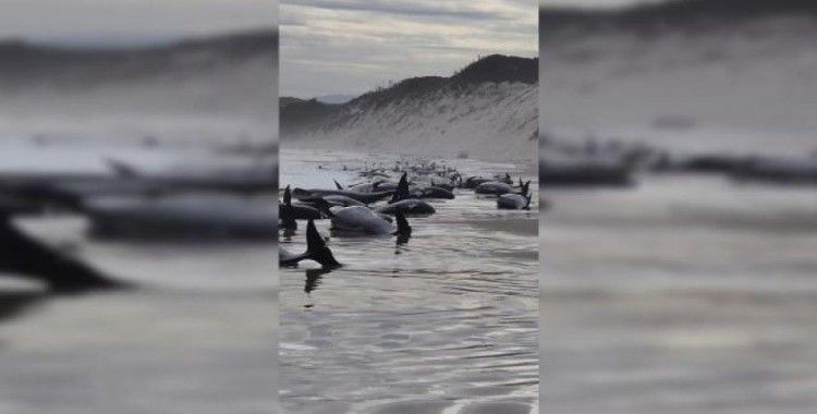 Avustralya'da yaklaşık 230 balina karaya vurdu