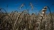 Ukrayna, Etiyopya ve Somali'ye 50 bin ton buğday gönderiyor