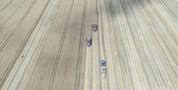 Trakya'da bu yıl buğday rekoltesi 2 milyon 280 bin ton oldu