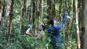 Şimşir ormanında kurumaya karşı uygulanan 3 yıllık biyolojik mücadele sonuç verdi