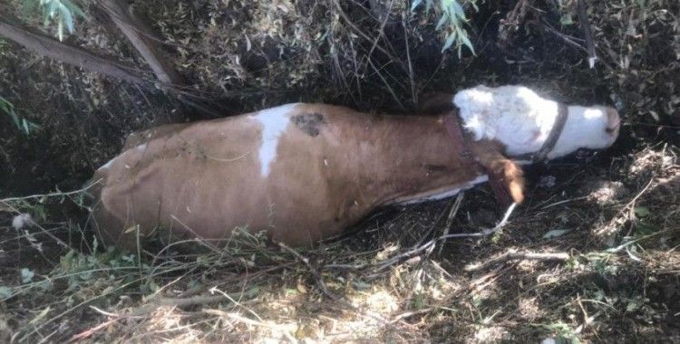 Bataklığa saplanan inek kurtarıldı