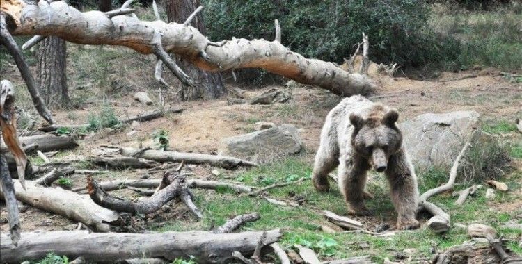 Yaban hayvanları Bursa'daki rehabilitasyon merkezinde yıllardır güvende