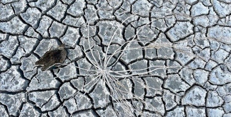Mevsimsel kuraklığın yaşandığı Akşehir Gölü'nde çok sayıda ölü yaban ördeği bulundu