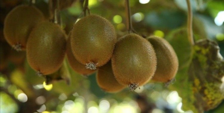 Tescilli Ordu kivisinde hasat zamanı