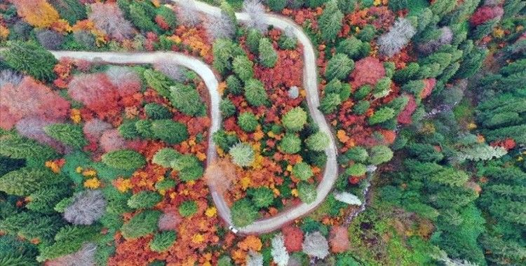 Gümüşhane'deki 'Örümcek Ormanları'ndan sonbahar manzaraları