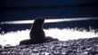 Hazar Denizi kıyısında 2 bin 500 civarında fok ölü bulundu