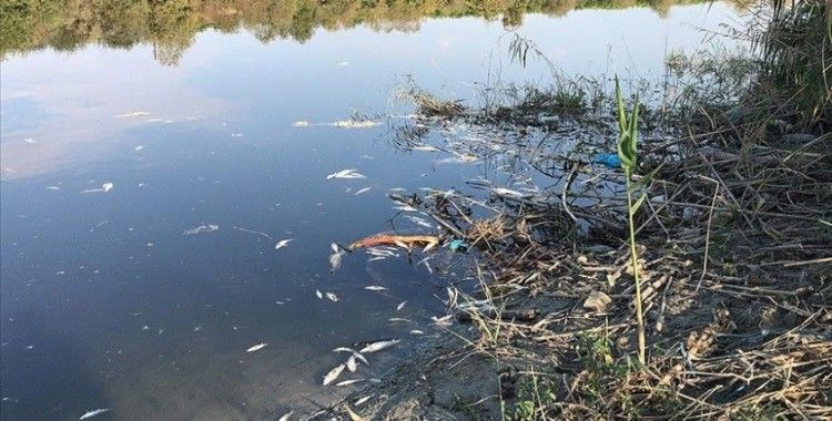 Ceyhan Nehri'nde görülen balık ölümleriyle ilgili inceleme başlatıldı