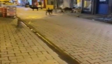 Sokak köpeklerinden kaçarken düşen kadın ölümden döndü