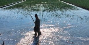 Türkiye'de kuraklık çiftçiyi kış ortasında sulama yapmak zorunda bırakıyor