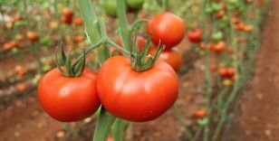 Türkiye'den 54 ülkeye 377 milyon dolarlık domates ihraç edildi