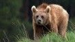 Kış gelmiyor: 'Havanın soğumaması yüzünden kış uykusuna yatamayan boz ayılar saldırabilir'