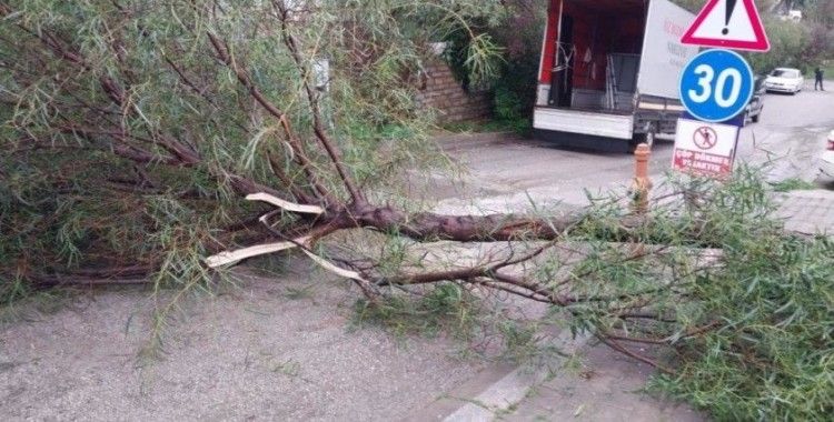 Fırtına Bodrum'da ağaçları devirdi