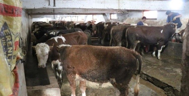 Şap alarmı hayvan pazarlarını kapattırdı: Yasağa uymayanlara 46 bin lira ceza kesilecek
