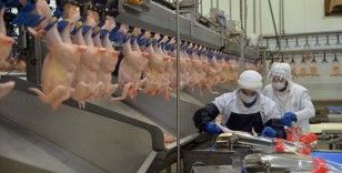 Tavuk eti üretimi ocakta yıllık bazda yüzde 3,8 azaldı