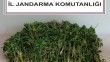 Adana’da 106 kök kenevir bitkisi ele geçirildi
