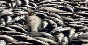 Avustralya'daki Darling Nehri'nde yüz binlerce ölü balık bulundu