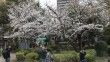 Japonya'da kiraz çiçekleri açtı, halk parklara akın etti