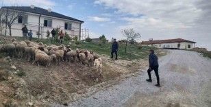 Eskişehir’de 33 küçükbaş hayvan dron desteğiyle bulundu
