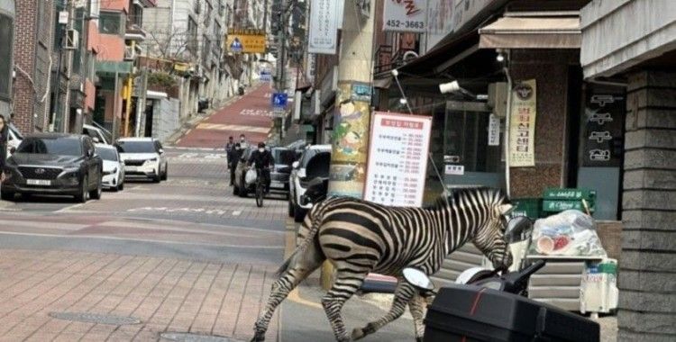 Hayvanat bahçesinden kaçan zebra şehre indi