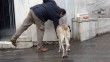 Sokak köpekleri İstiklal Caddesi’ndeki bir lokantanın müdavimi oldu
