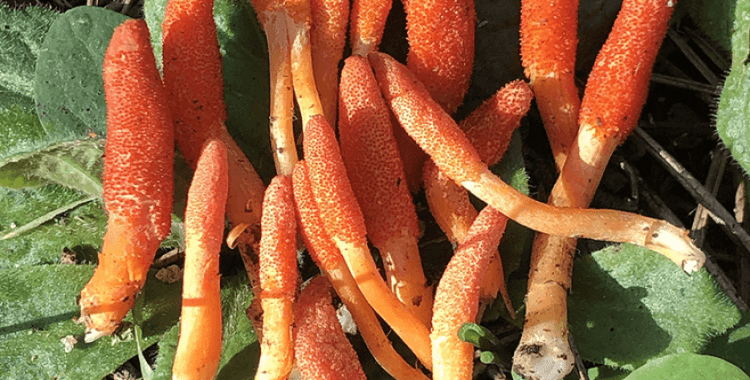 Dizilere konu olan geleneksel Çin tıbbında kullanılan 'zombi mantarı' İstanbul'da görüldü